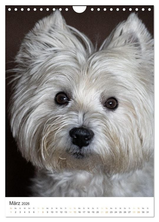 Produktbild: Der Westie - Portrait eines West Highland White Terriers (Wandkalender 2026 DIN A4 hoch), CALVENDO Monatskalender