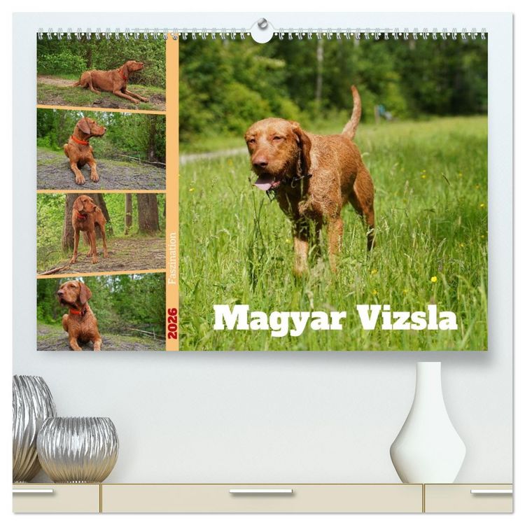 Produktbild: Faszination Magyar Vizsla (hochwertiger Premium Wandkalender 2026 DIN A2 quer), Kunstdruck in Hochglanz