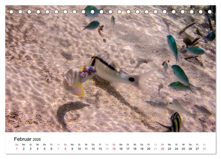 Produktbild: Unterwasserwelt der Malediven III (Tischkalender 2026 DIN A5 quer), CALVENDO Monatskalender