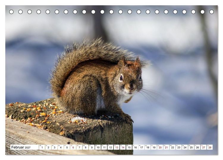 Produktbild: Eichh&ouml;rnchen - Kleine Tiere mit gro&szlig;em Charakter (Tischkalender 2027 DIN A5 quer), CALVENDO Monatskalender