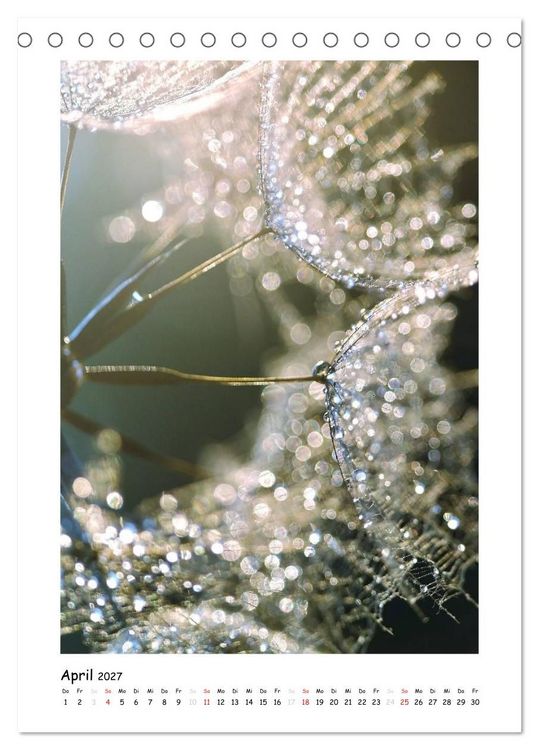 Produktbild: Die Pusteblume neu erleben (Tischkalender 2027 DIN A5 hoch), CALVENDO Monatskalender