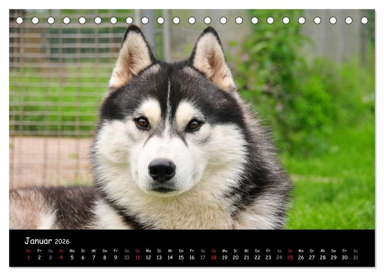 Produktbild: Huskys - Traumhunde (Tischkalender 2026 DIN A5 quer), CALVENDO Monatskalender