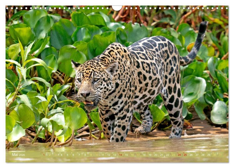 Produktbild: Der Amazonas: von den Anden zum Atlantik (Wandkalender 2026 DIN A3 quer), CALVENDO Monatskalender