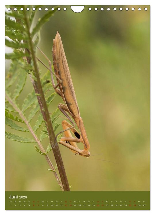Produktbild: Die Gottesanbeterin. R&auml;uber der Insektenwelt. (Wandkalender 2026 DIN A4 hoch), CALVENDO Monatskalender