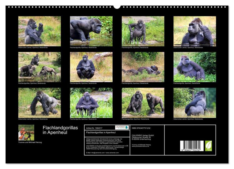 Produktbild: Flachlandgorillas in Apenheul (hochwertiger Premium Wandkalender 2026 DIN A2 quer), Kunstdruck in Hochglanz