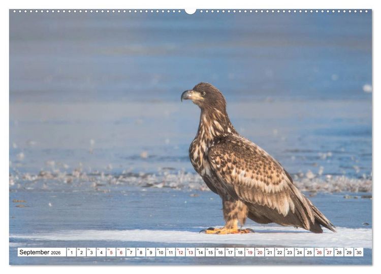 Produktbild: Sch&ouml;nheiten im Federkleid - Heimische Wildv&ouml;gel im Portrait (Wandkalender 2026 DIN A2 quer), CALVENDO Monatskalender