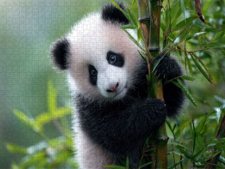 CALVENDO Puzzle Bambus und Panda - zwei, die zusammen gehren | 1000 Teile  Lege-Gre 64x48cm Foto-Puzzle fr glckliche Stunden" online kaufen
