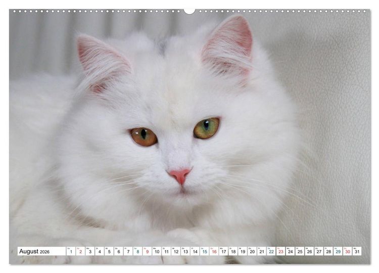 Produktbild: Die Perserkatze - Farbschlag Wei&szlig; (hochwertiger Premium Wandkalender 2026 DIN A2 quer), Kunstdruck in Hochglanz