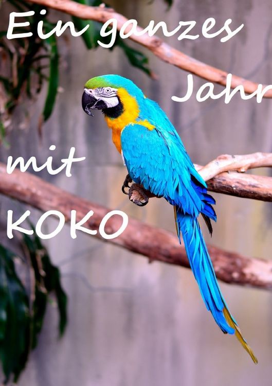 Produktbild: Ein ganzes Jahr mit Koko