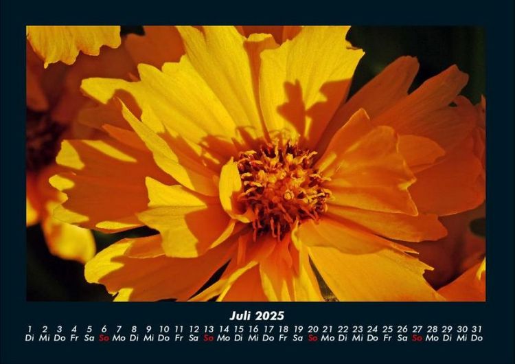Produktbild: Blumentr&auml;ume 2025 Fotokalender DIN A4