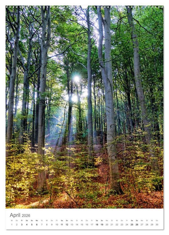 Produktbild: Wald - bezaubernde Landschaften (Wandkalender 2026 DIN A2 hoch), CALVENDO Monatskalender
