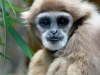 Produktbild: CALVENDO Puzzle Wei&szlig;handgibbon | 1000 Teile Lege-Gr&ouml;&szlig;e 64x48cm Foto-Puzzle f&uuml;r gl&uuml;ckliche Stunden