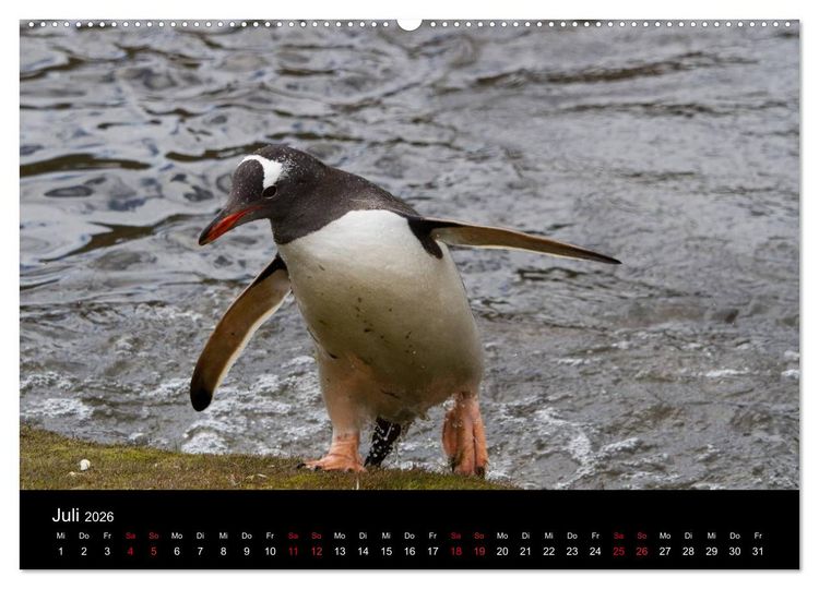 Produktbild: Pinguine - sympathische Fracktr&auml;ger im eisigen S&uuml;den (Wandkalender 2026 DIN A2 quer), CALVENDO Monatskalender