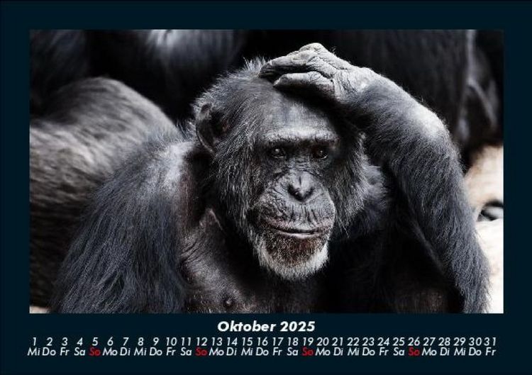 Produktbild: Affen 2025 Fotokalender DIN A5