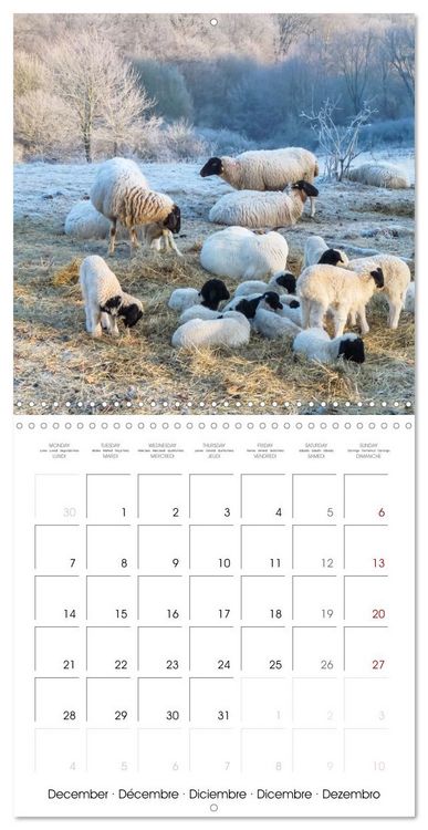 Produktbild: The wonderful world of sheep (Wall Calendar 2026 12 &times; 12 Inch) CALVENDO 12 Month Wall Calendar
