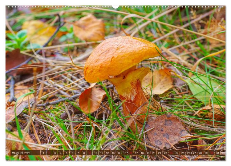 Produktbild: Herbstzeit ist Pilzezeit (hochwertiger Premium Wandkalender 2026 DIN A2 quer), Kunstdruck in Hochglanz