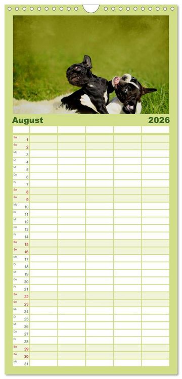 Produktbild: Familienplaner 2026 - Franz&ouml;sische Bulldoggen mit 5 Spalten (Wandkalender, 21 x 45 cm) CALVENDO