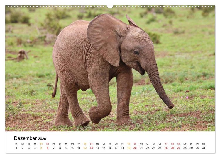Produktbild: ADDO ELEPHANT NATIONAL PARK Elefanten Babies (hochwertiger Premium Wandkalender 2026 DIN A2 quer), Kunstdruck in Hochglanz
