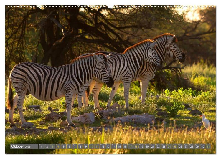 Produktbild: Afrikas Tierwelt: Zebras (hochwertiger Premium Wandkalender 2026 DIN A2 quer), Kunstdruck in Hochglanz