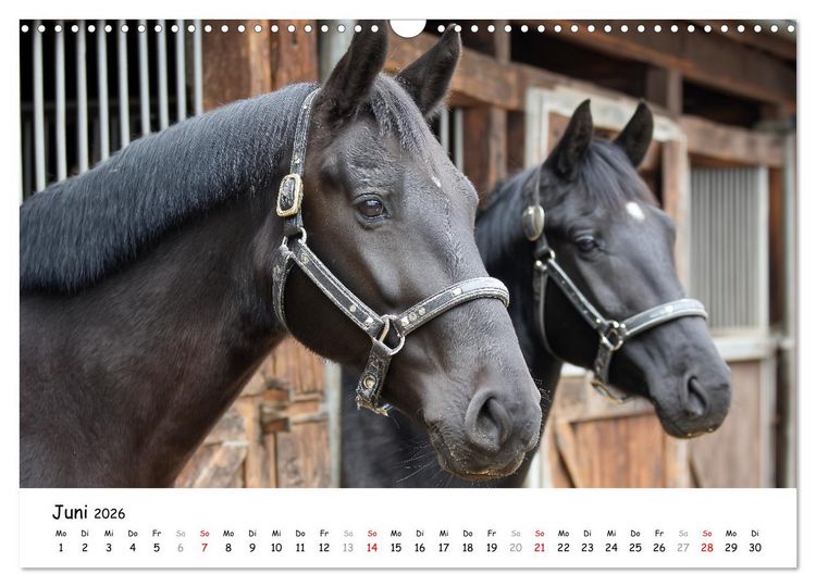 Produktbild: Hans der Bauer und seine Tiere auf dem Bauernhof (Wandkalender 2026 DIN A3 quer), CALVENDO Monatskalender
