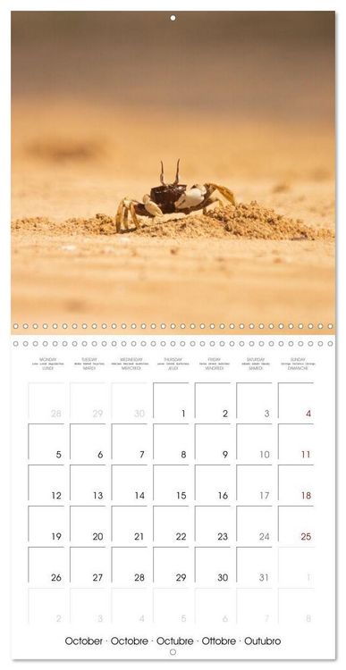 Produktbild: Rencontres animali&egrave;res (Calendrier mural carr&eacute; 2026 30x30 cm) Calendrier double avec une page pour vos prises de notes