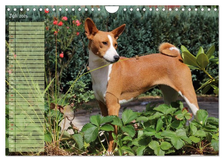 Produktbild: Basenji, der Kongo-Terrier (Wandkalender 2026 DIN A4 quer), CALVENDO Monatskalender