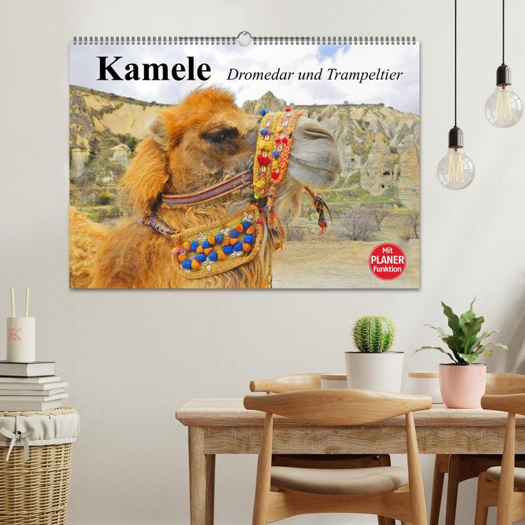 Produktbild: Kamele. Dromedar und Trampeltier (Wandkalender 2026 DIN A2 quer), CALVENDO Monatskalender