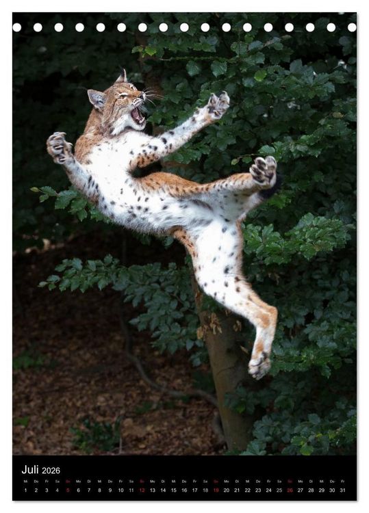 Produktbild: Der Luchs - Europas gr&ouml;&szlig;te Samtpfote (Tischkalender 2026 DIN A5 hoch), CALVENDO Monatskalender
