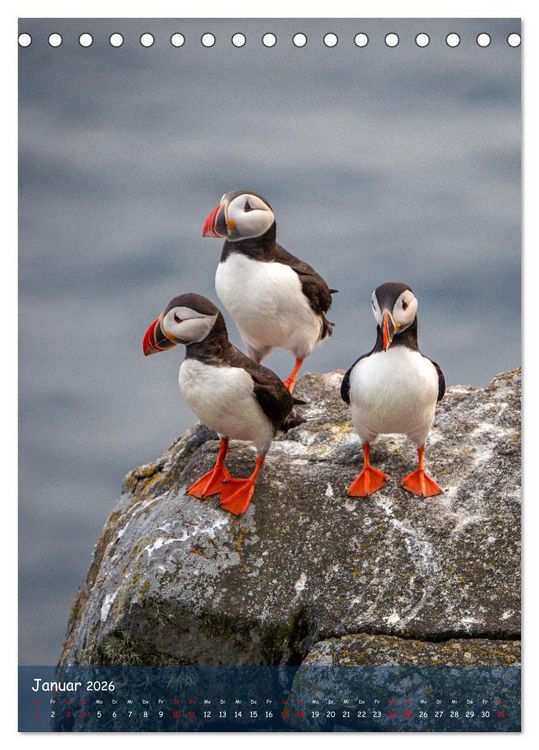 Produktbild: Naturerlebnis Puffin (Tischkalender 2026 DIN A5 hoch), CALVENDO Monatskalender