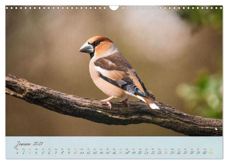 Produktbild: Sch&ouml;nheiten des Waldes (Wandkalender 2027 DIN A3 quer), CALVENDO Monatskalender
