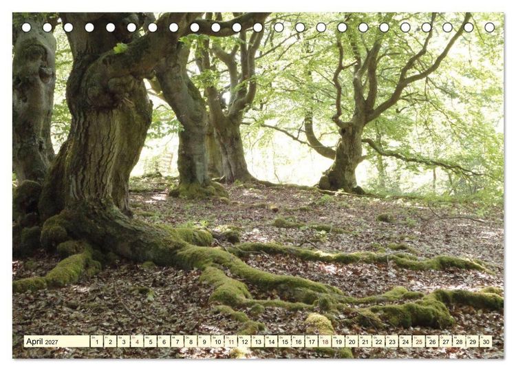 Produktbild: Zauberhaftes, die Natur als K&uuml;nstler (Tischkalender 2027 DIN A5 quer), CALVENDO Monatskalender