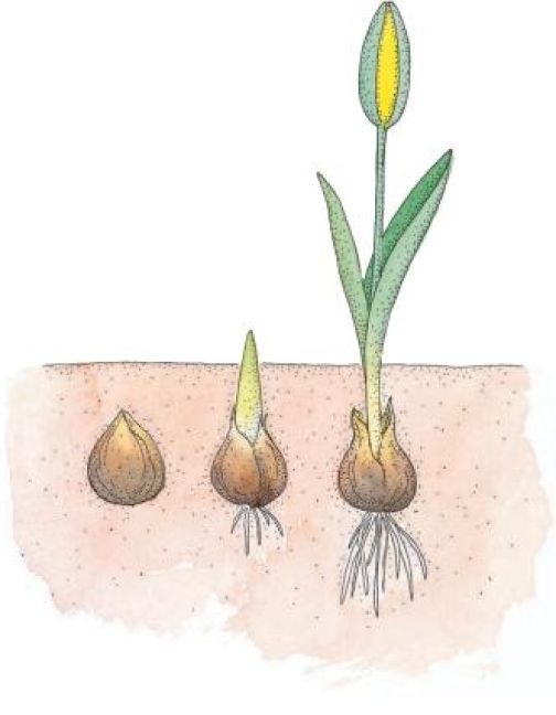 Produktbild: Lavendel, Lilie, L&ouml;wenzahn