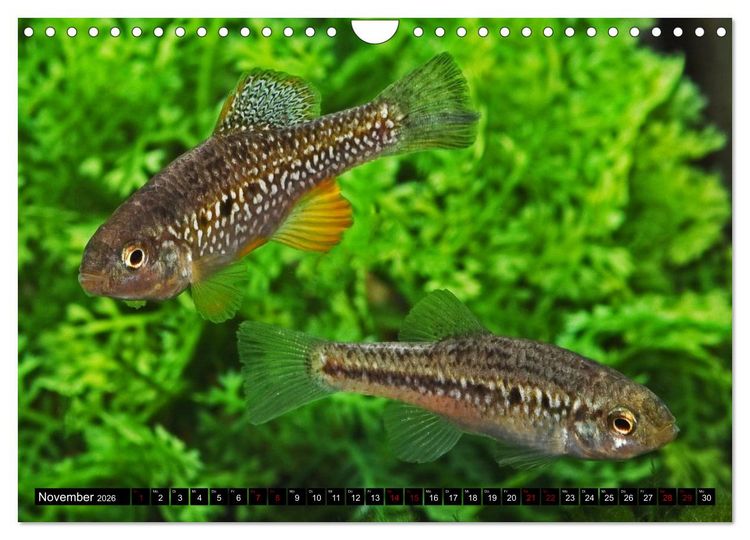 Produktbild: Outdoor-Aquaristik (Wandkalender 2026 DIN A4 quer), CALVENDO Monatskalender