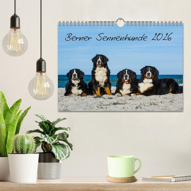 Produktbild: Berner Sennenhund 2026 (Wandkalender 2026 DIN A4 quer), CALVENDO Monatskalender