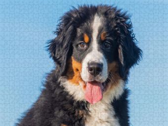 Produktbild: CALVENDO Puzzle Ein entz&uuml;ckender junger Berner Sennenhund | 1000 Teile Lege-Gr&ouml;&szlig;e 64x48cm Foto-Puzzle f&uuml;r gl&uuml;ckliche Stunden
