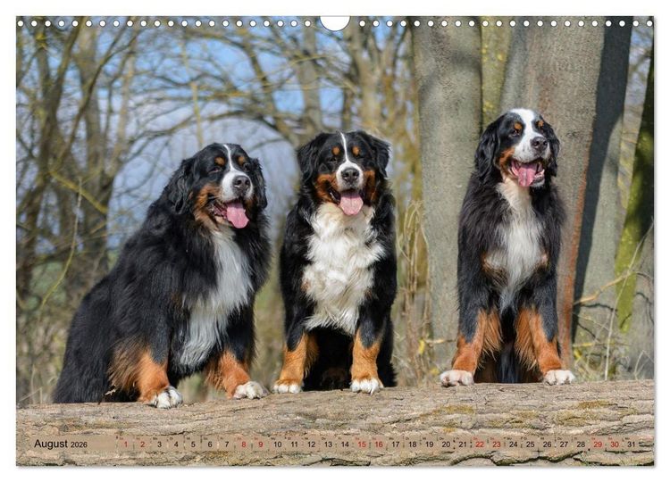 Produktbild: Berner Sennenhunde - Mit jedem Blick ein St&uuml;ck Geborgenheit (Wandkalender 2026 DIN A3 quer), CALVENDO Monatskalender