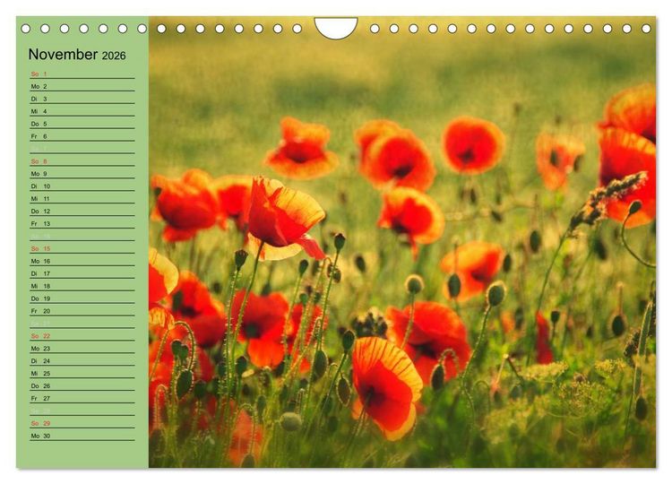 Produktbild: Mohnblumen Tr&auml;ume (Wandkalender 2026 DIN A4 quer), CALVENDO Monatskalender