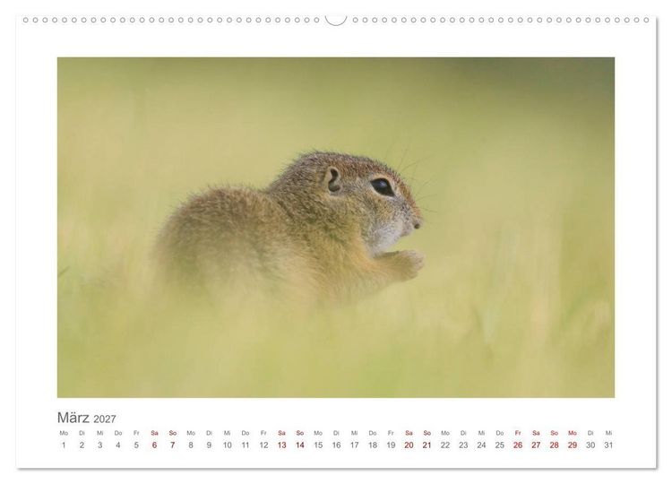Produktbild: Lustige Zieselbabys (Wandkalender 2027 DIN A2 quer), CALVENDO Monatskalender