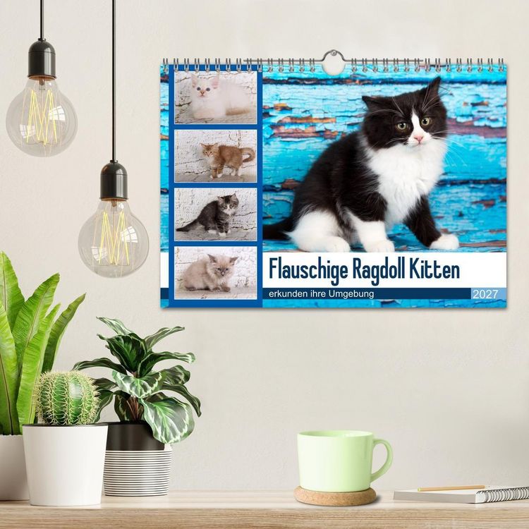 Produktbild: Flauschige Ragdoll Kitten (Wandkalender 2027 DIN A4 quer), CALVENDO Monatskalender