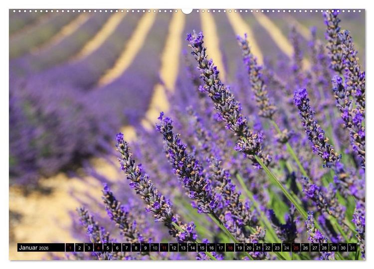 Produktbild: Lavendel (hochwertiger Premium Wandkalender 2026 DIN A2 quer), Kunstdruck in Hochglanz