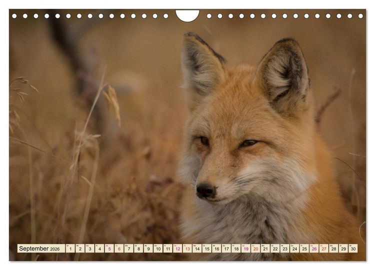 Produktbild: Fuchs - schlauer R&auml;uber (Wandkalender 2026 DIN A4 quer), CALVENDO Monatskalender