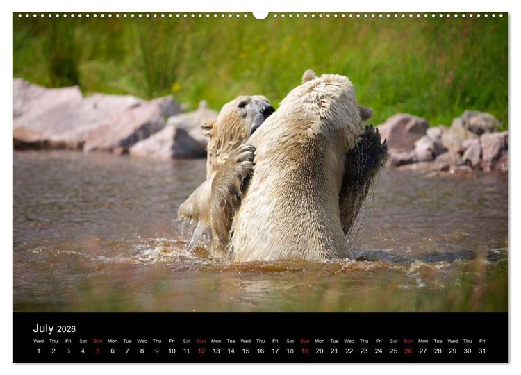 Produktbild: POLAR BEARS - ARCTIC LEGENDS (High Quality Premium Wall Calendar 2026 DIN A2 landscape),CALVENDO 12 Month Wall Calendar
