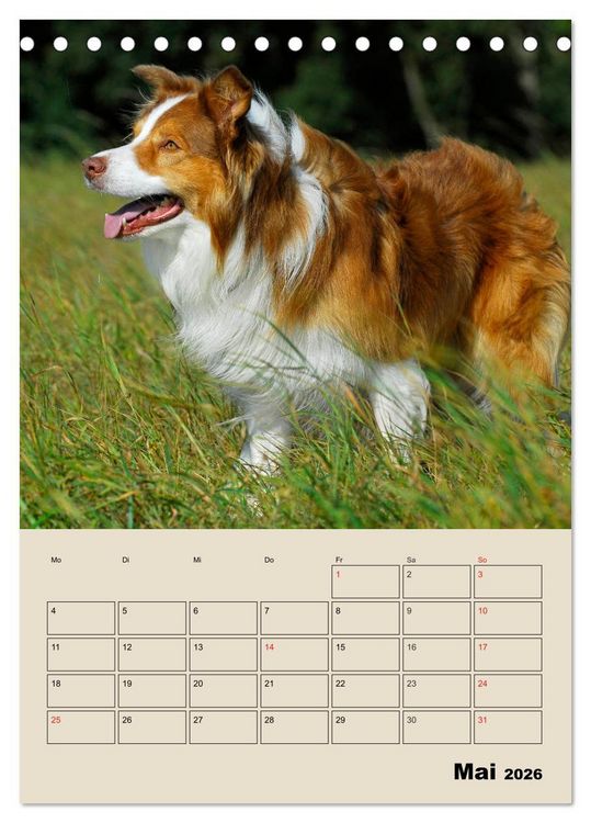 Produktbild: Border Collie - Ein Familienplaner (Tischkalender 2026 DIN A5 hoch), CALVENDO Monatskalender
