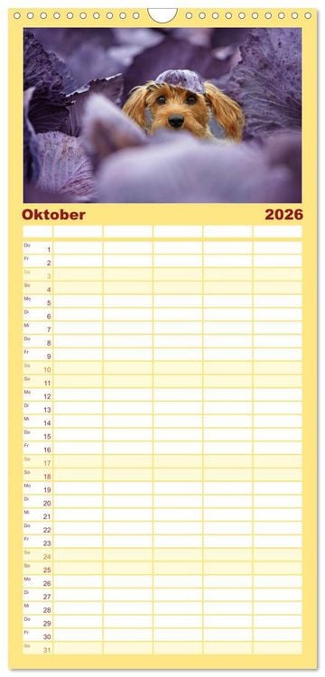 Produktbild: Familienplaner 2026 - DACKELmix Elli Pirelli mit 5 Spalten (Wandkalender, 21 x 45 cm) CALVENDO