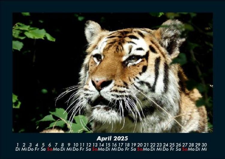 Produktbild: Tiger 2025 Fotokalender DIN A5