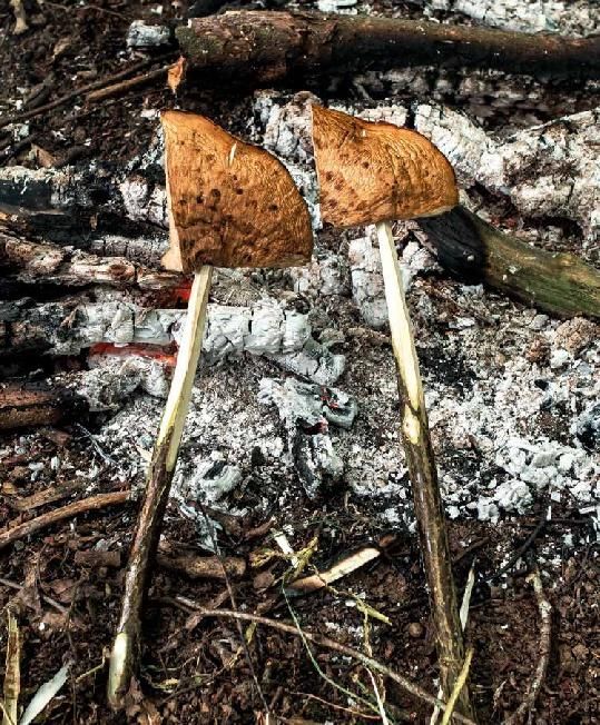 Produktbild: Koch drau&szlig;en! &Uuml;ber 100 Rezepte f&uuml;r jedes Wetter