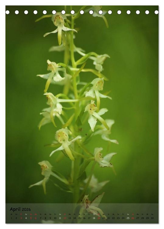 Produktbild: Juwelen der Natur - Ein Orchideensommer (Tischkalender 2026 DIN A5 hoch), CALVENDO Monatskalender