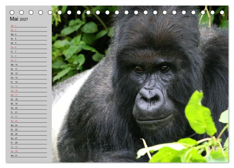 Produktbild: Berggorillas - die sanften Riesen (Tischkalender 2027 DIN A5 quer), CALVENDO Monatskalender