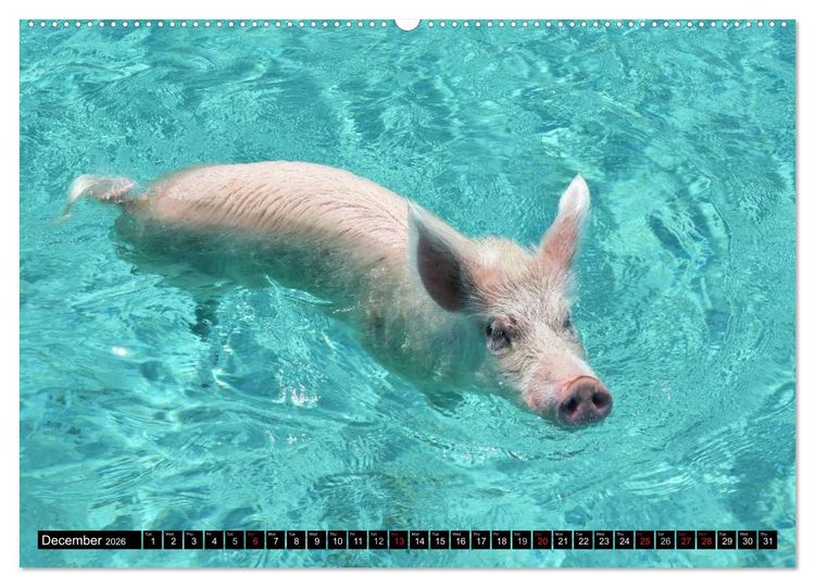Produktbild: The Swimming Pigs of Bahamas (High Quality Premium Wall Calendar 2026 DIN A2 landscape),CALVENDO 12 Month Wall Calendar