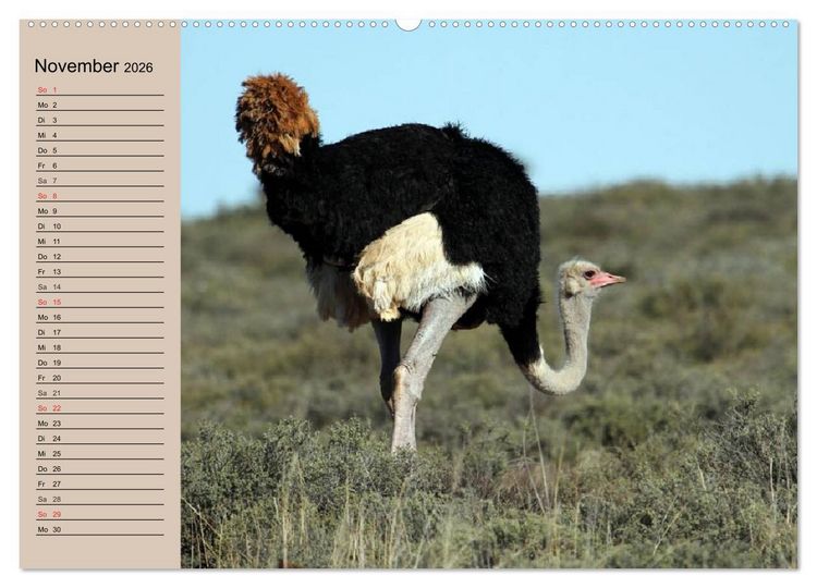 Produktbild: Vogel Strau&szlig;. Imposanter Riese und L&auml;ufer (hochwertiger Premium Wandkalender 2026 DIN A2 quer), Kunstdruck in Hochglanz